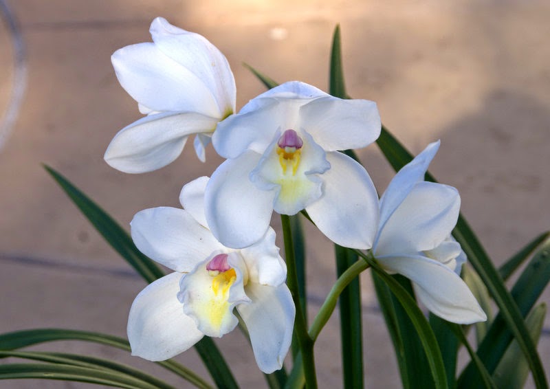 white cymbidium flower seeds