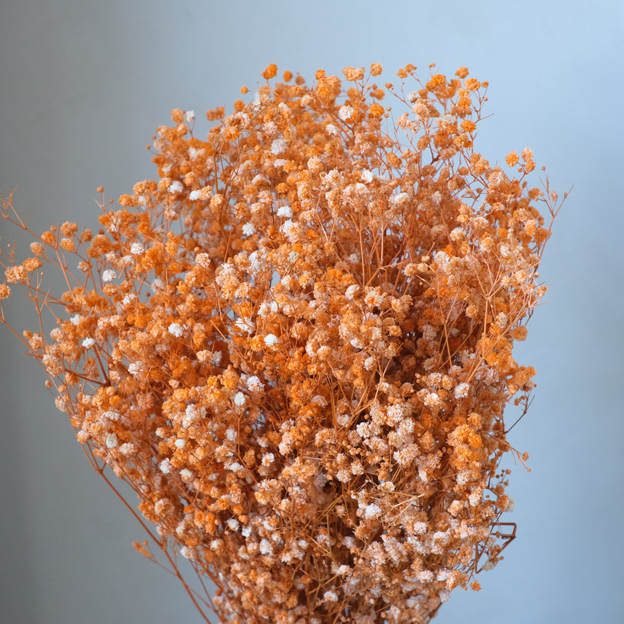 Heirloom Gypsophila Orange Flower Seeds, Non-GMO Delicate Blooms for Planting