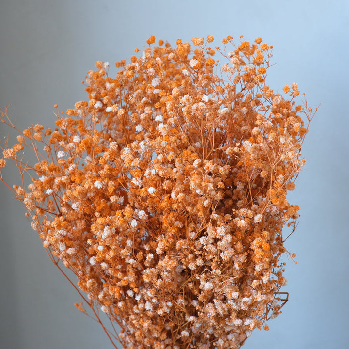 Heirloom Gypsophila Orange Flower Seeds, Non-GMO Delicate Blooms for Planting
