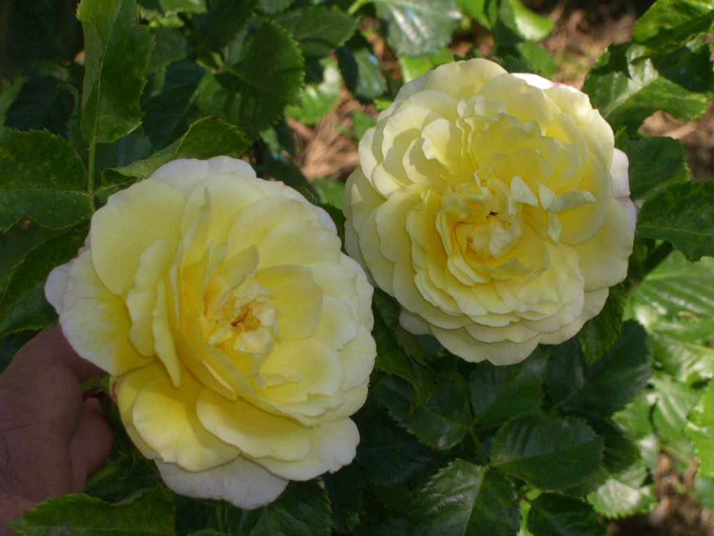 semi gialli flower seeds