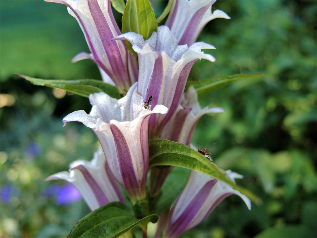 Lavender Gentiana Asclepiadea Seeds for Planting - 100 pcs