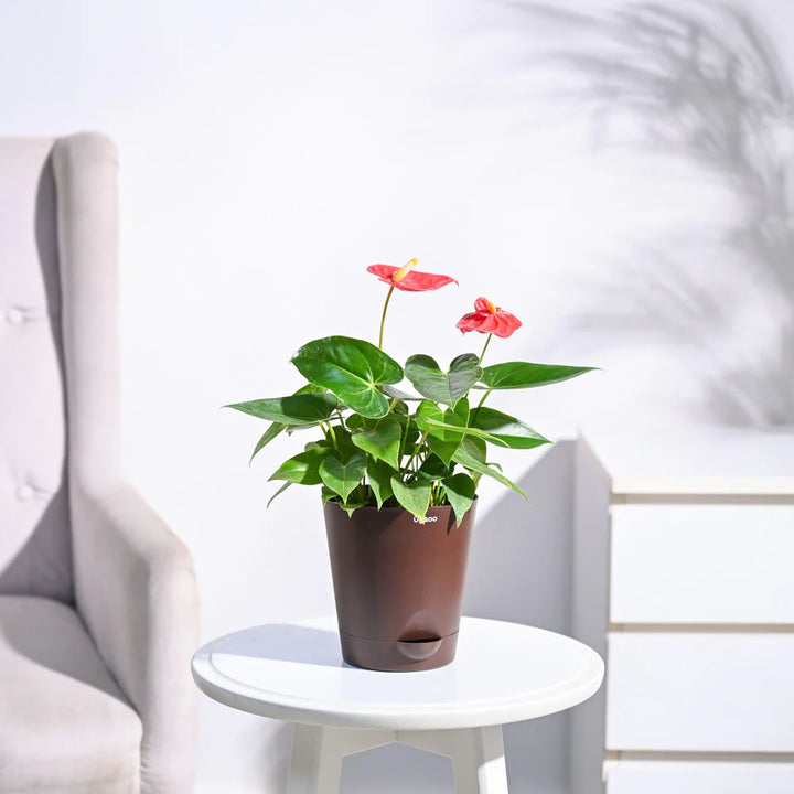 Anthurium røde blomsterfrø til plantning - 100 stk