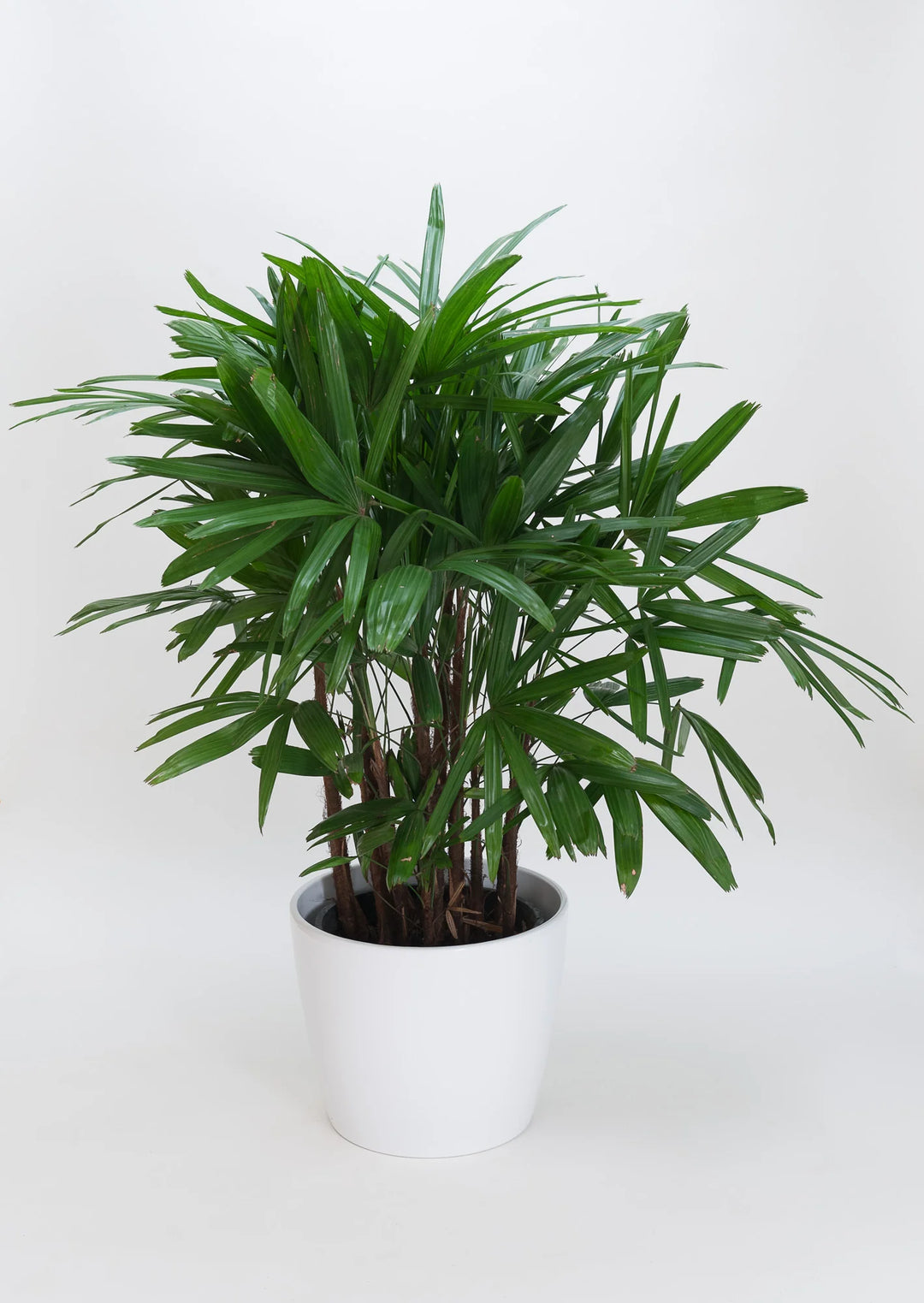 Lady Palm Green Plant Seeds for Planting 100 pcs