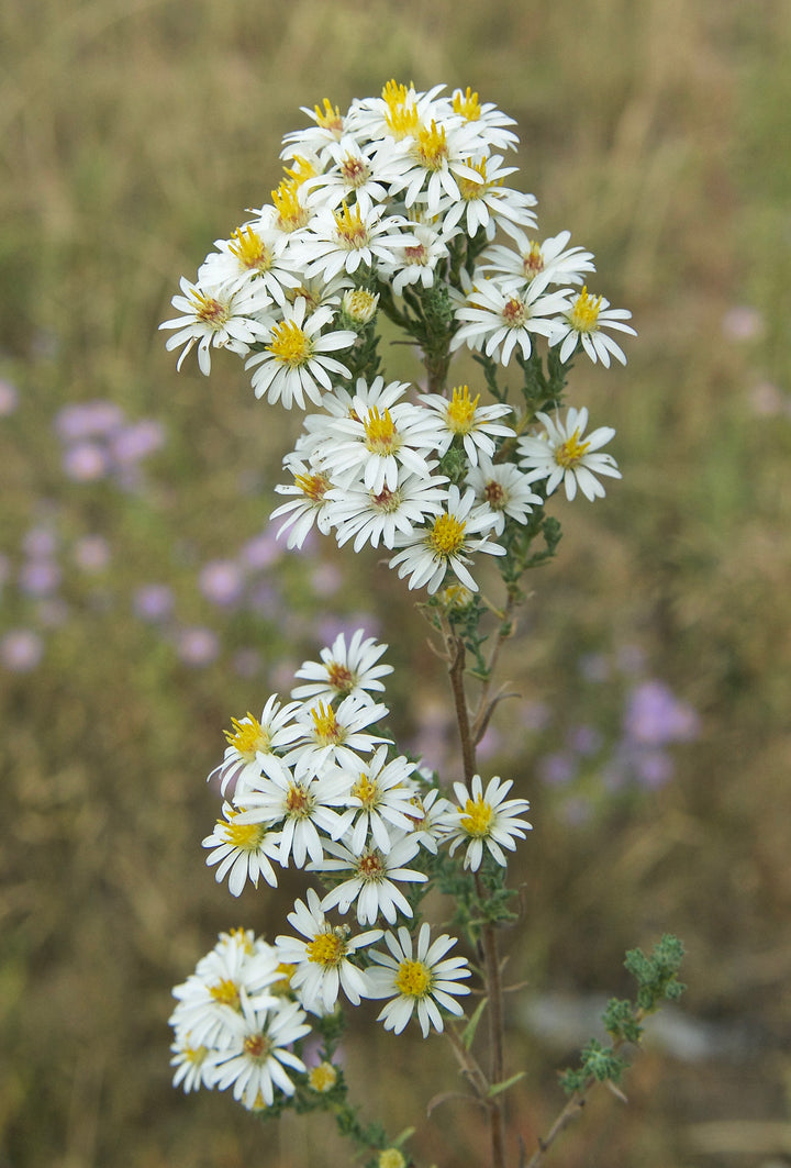 Hvide Prairie Aster blomsterfrø til udplantning, 100 stk