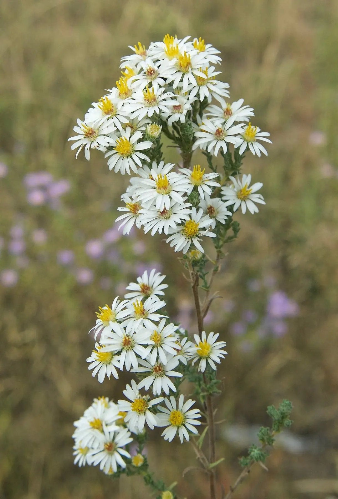 white prairie flower seeds