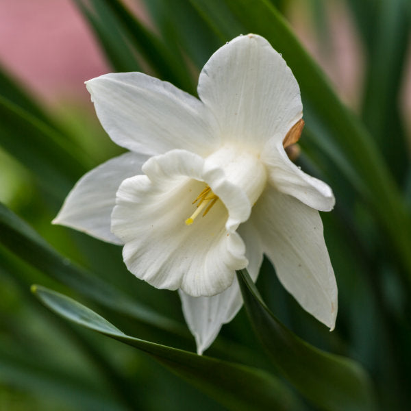 White Daffodil Flower Seeds - 100 pcs