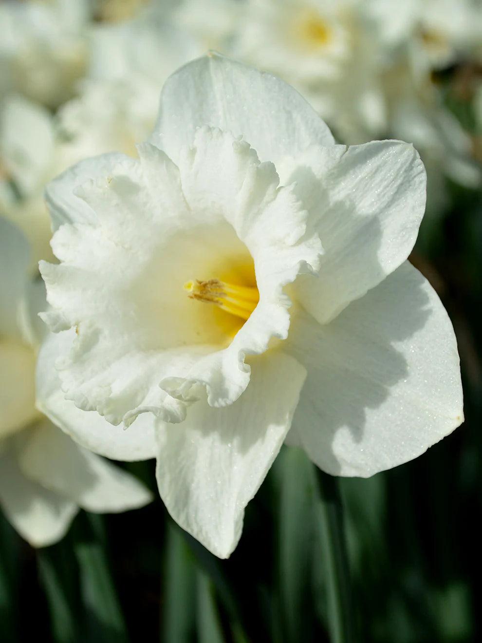 White Daffodil Flower Seeds - 100 pcs
