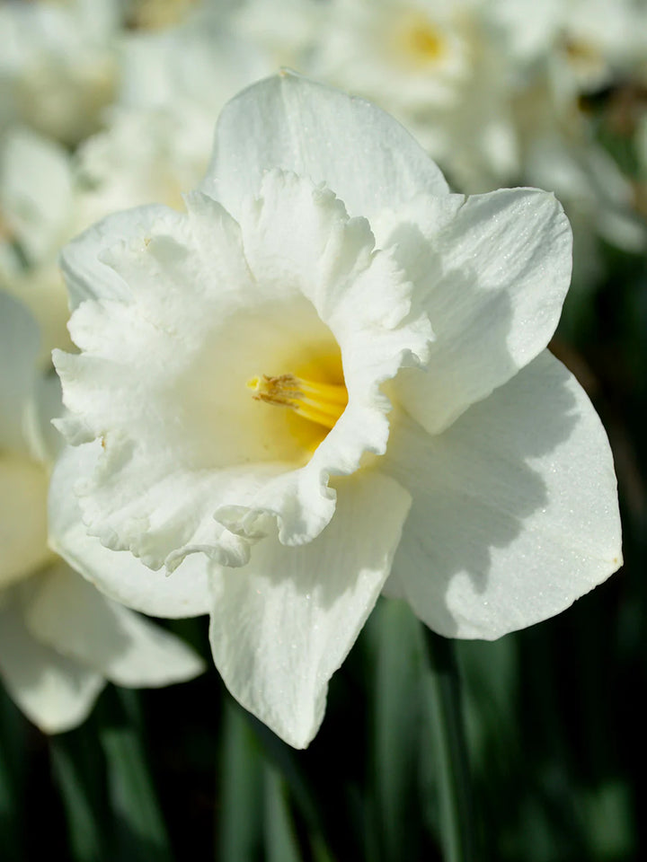 White Daffodil Flower Seeds - 100 pcs