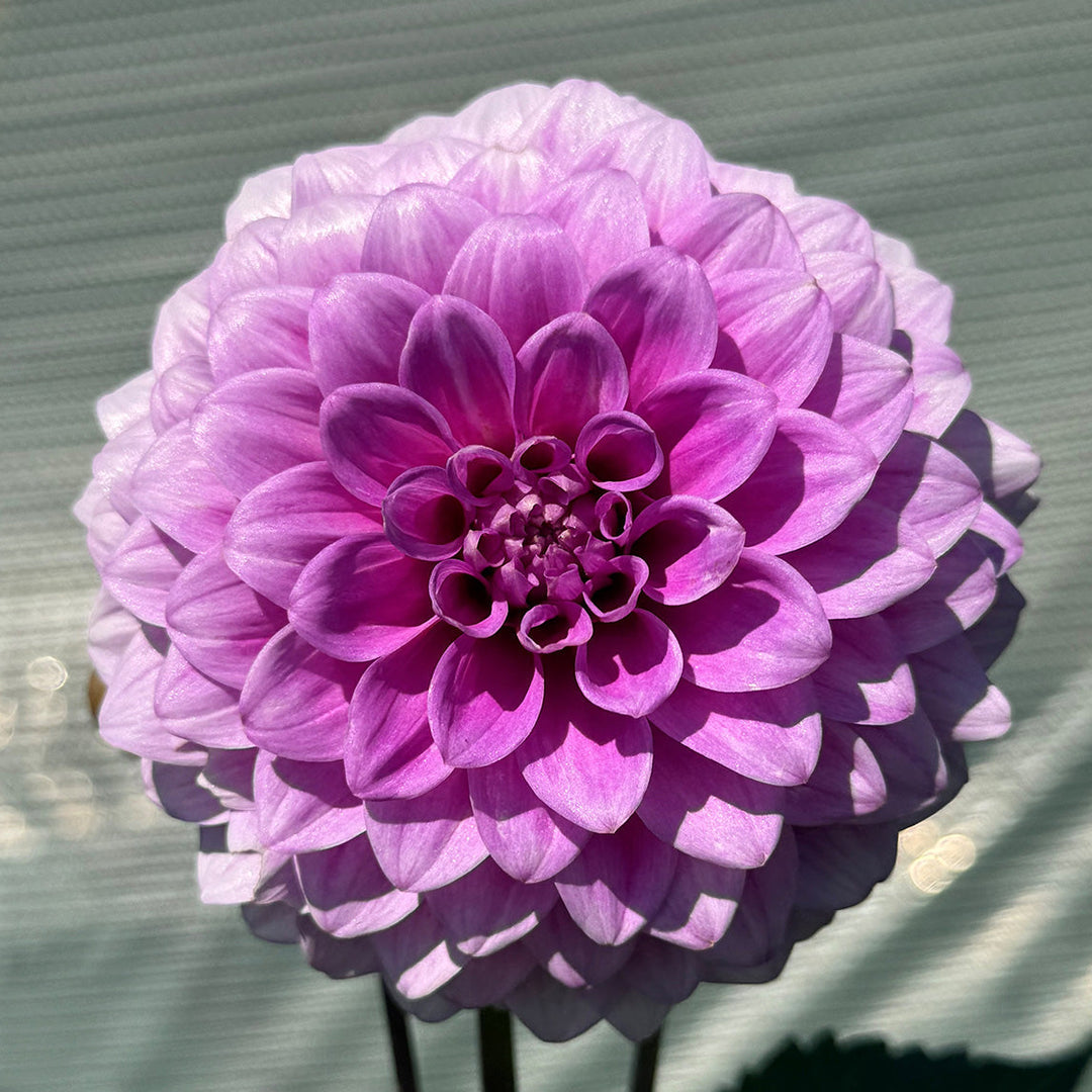 dahlia dahlia flower seeds