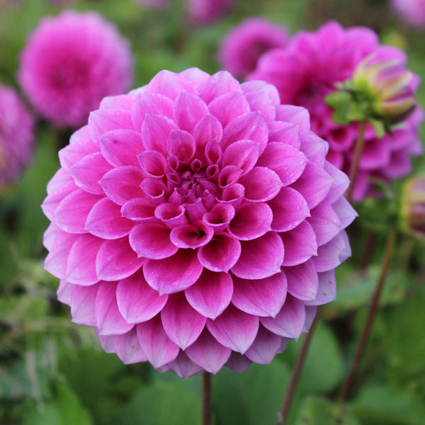 Dahlia Blomsterfrø til Plantning Pink 100 stk