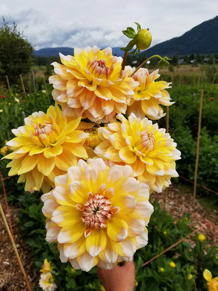 Fresh Dahlia Flower Seeds for Planting, Yellow White 100 pcs