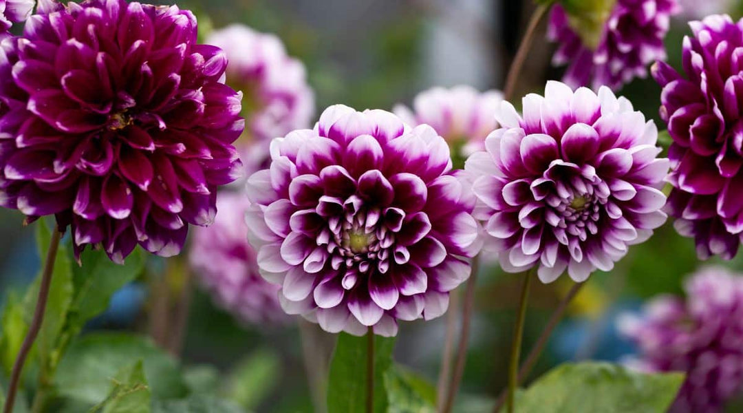 Tofarvede Dahlia Blomsterfrø til plantning af viol 100 stk