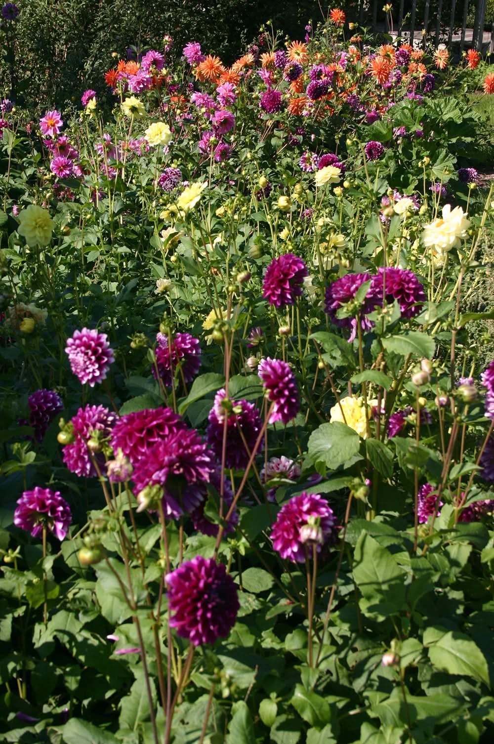 heirloom dahlia flower seeds
