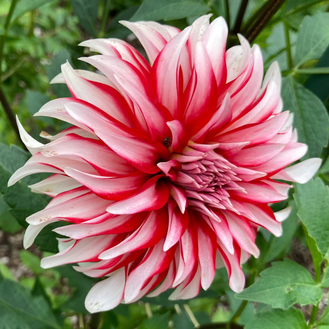 red white flower seeds