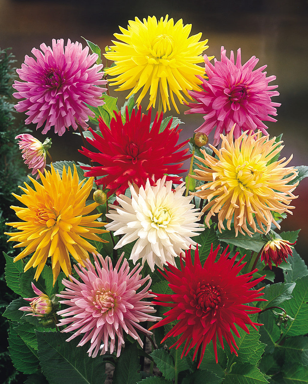 Cactus Dahlias Mixed Flower Seeds for Planting -heirloom and  Non-GMO garden seeds