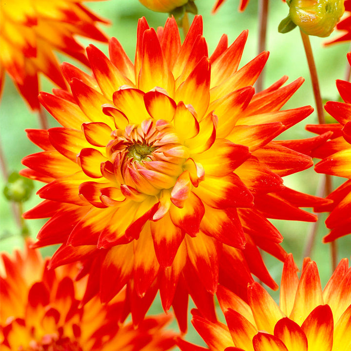 Yellow Red Mix Two Color Dahlia Flower Seeds for Planting 100 pcs