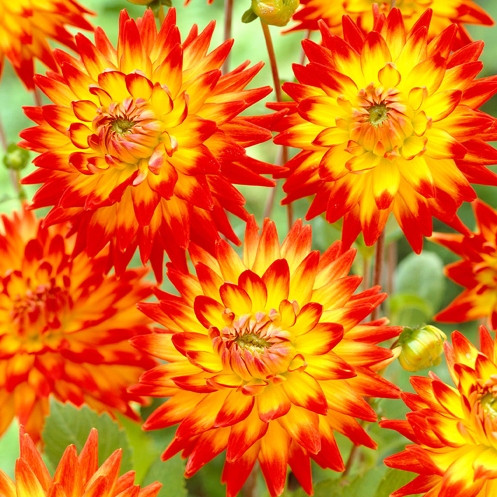 Yellow Red Mix Two Color Dahlia Flower Seeds for Planting 100 pcs