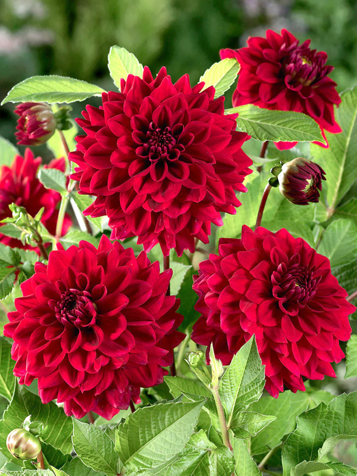 Red Dahlia Flower Seeds for Planting, 100 pcs