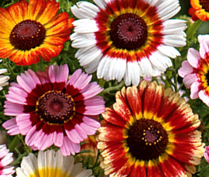 Chrysanthemum Carinatum Heirloom Blomsterfrø Ikke-GMO