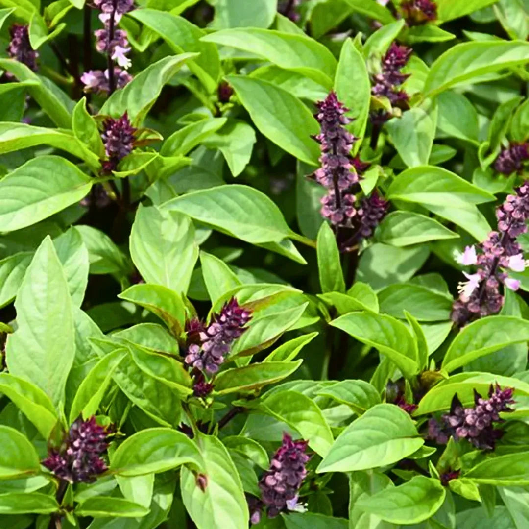 violet ocimum flower seeds