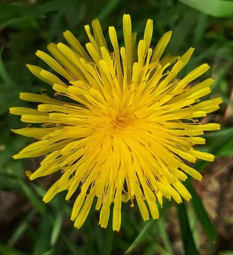 Yellow Dandelion Flower Seeds for Planting - 100 pcs