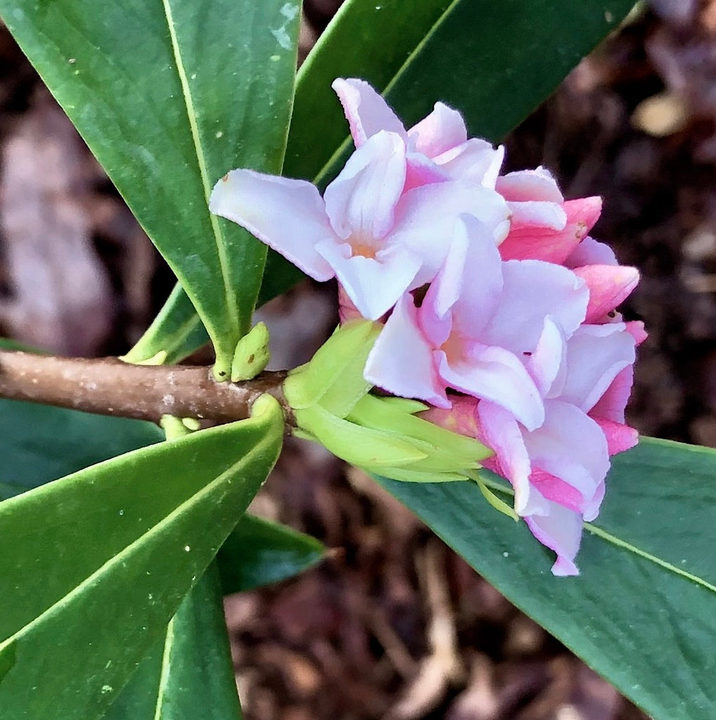 best fertilizer for daphne plant Daphne Seeds for Planting Organic, Heirloom, Non-GMO Flowering Shrub S – Neeraseeds
