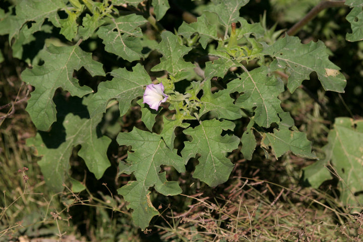 Bland Quercifolia blomsterfrø til plantning - 100 stk