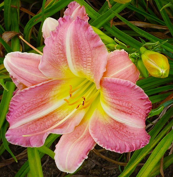 Daylily Flower Seeds for Planting 100 pcs – Heirloom, Non-GMO, High Germination Organic Garden Seeds
