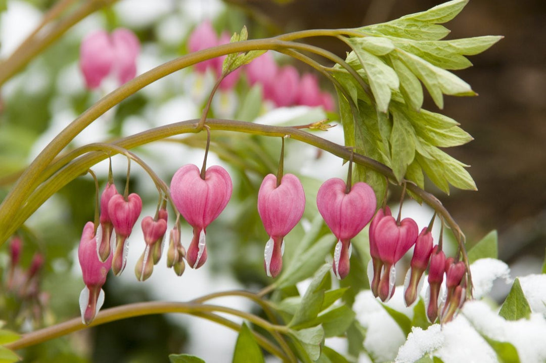 Pink White Heart Blomsterfrø til udplantning 100 stk