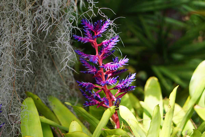 Purple Pink Bromeliad Plant Seeds – Heirloom Non-GMO Tropical Seeds for Planting