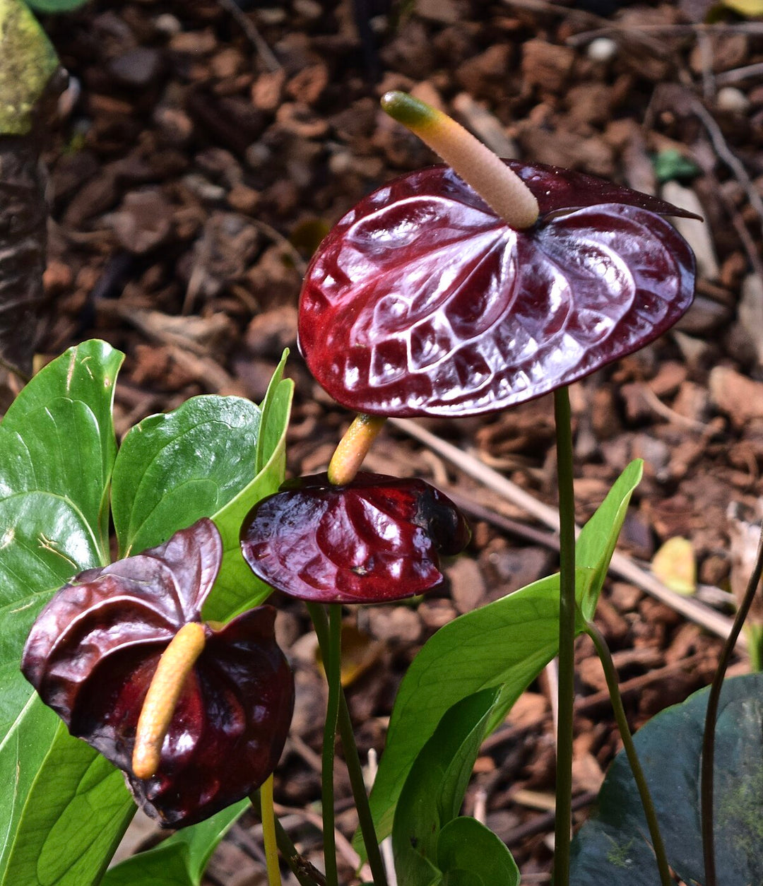 Maroon Anthurium Flower Seeds – Heirloom Non-GMO High Germination Organic Garden Seeds for Planting