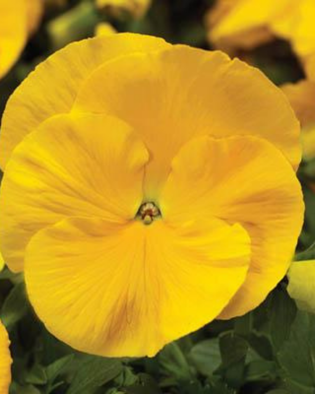 Yellow Swiss Pansy Flower Seeds for Planting - 100 pcs