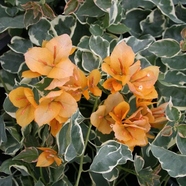 delta dawn flower seeds
