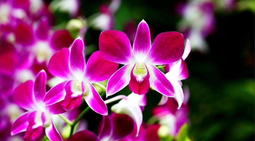 Dendrobium Flower Seeds Lavender for Planting, 100 pcs