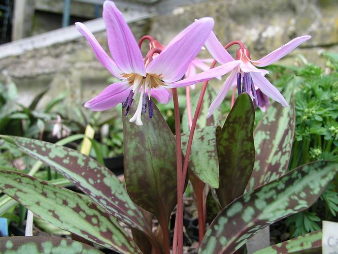 Organic Heirloom Non-GMO Violet Tooth Seeds for Planting – Unique Garden Flowers