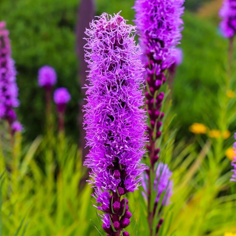blazing star flower seeds