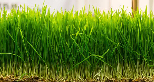 Microgreen Wheatgrass Seeds for Planting – Non-GMO, High Germination Seeds for Indoor Growing, Juicing, and Detox