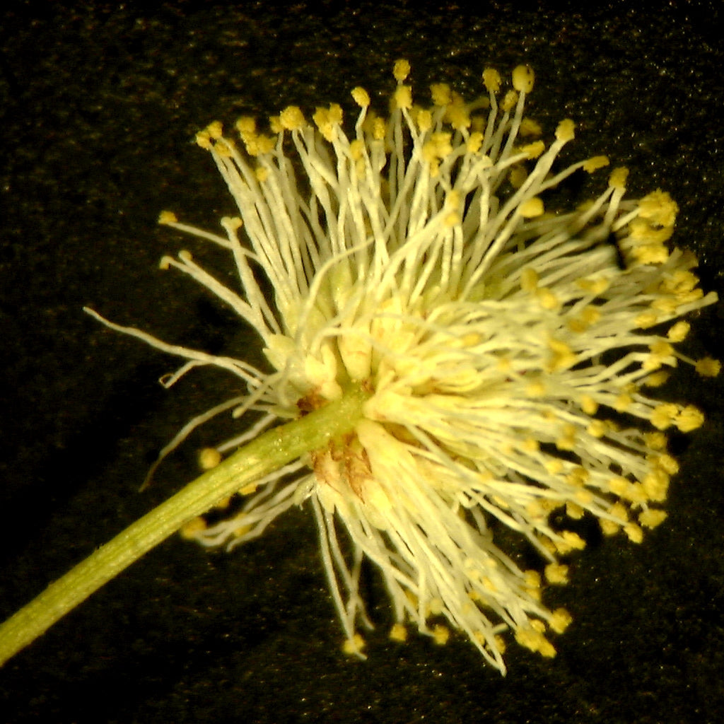 Gule Illinois bundtblomstfrø til plantning - 100 stk