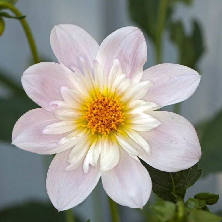 Dahlia 'Famoso' Flower Seeds for Planting  – Heirloom and Non-GMO Garden Seeds,Vibrant Blooms