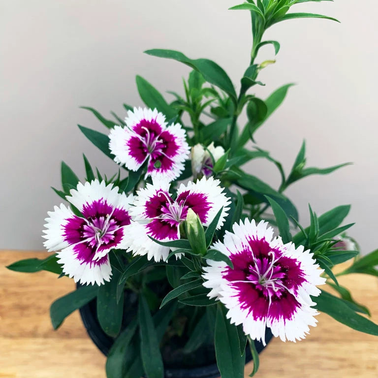 purple white flower seeds