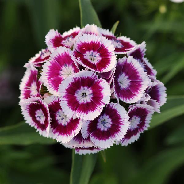 dianthus plant seeds Heirloom Non-GMO Dianthus Flower Seeds for Planting – Fragrant Hardy Blooms for Garden & Borders