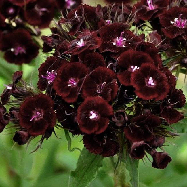 Rødbrune William Dianthus blomsterfrø til udplantning - 100 stk