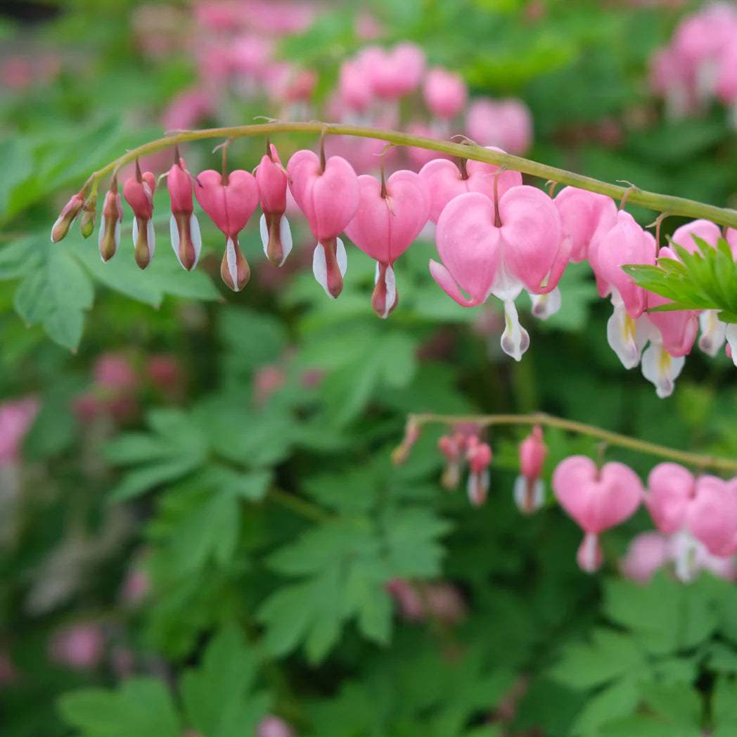 Pink White Heart Blomsterfrø til udplantning 100 stk