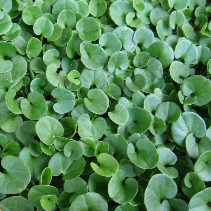 Dichondra plantefrø til udplantning, friske, 100 stk