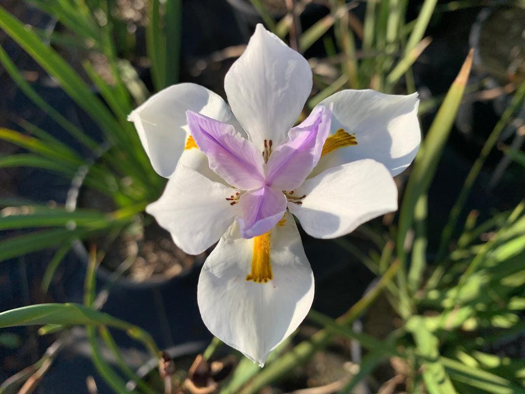 hardy perennial flower seeds Heirloom Iridioides Flower Seeds, Non-GMO Hardy Perennial Blooms for G – Neeraseeds