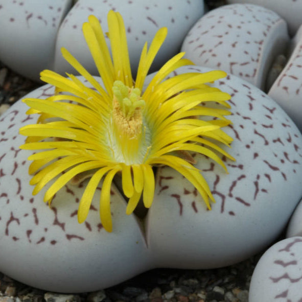 organic heirloom flower seeds