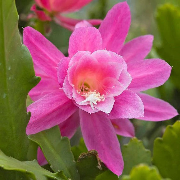 Pale Pink Nopalxochia Flower Seeds for Planting – Heirloom, Non-GMO, High Germination Cactus Seeds