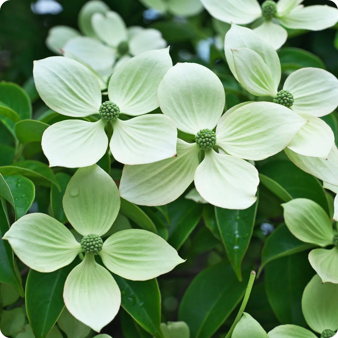 Hvide Kornelblomsterfrø Arvestykke Ikke-GMO-blomsterfrø