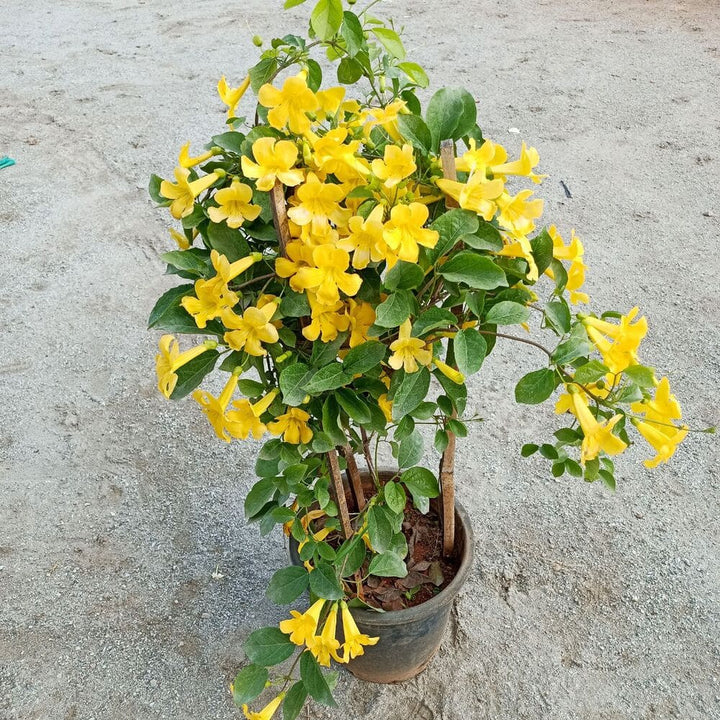 Heirloom Non-GMO Dolichandra Flower Seeds for Planting – Fast-Growing Climbing Ornamental Blooms