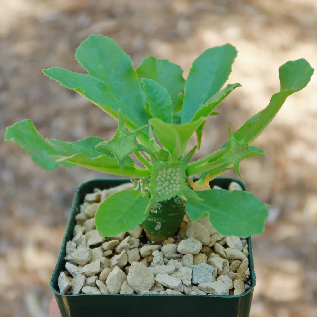 Green Dorstenia Foetida Plant Seeds for Planting-Exotic Gardens